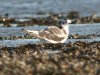 Little Gull at Southend Seafront (Steve Arlow) (113549 bytes)